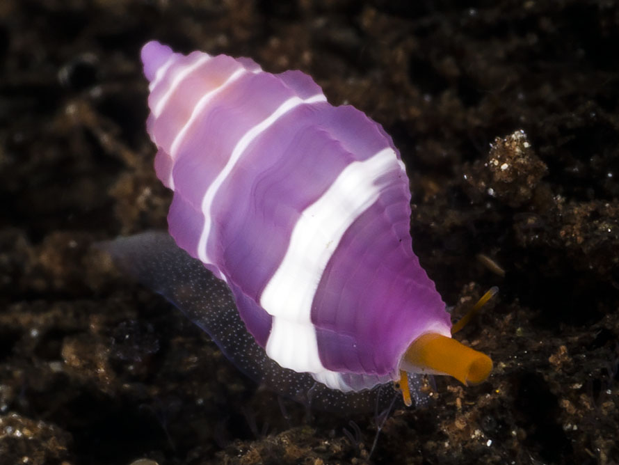 Hemilienardia goubini